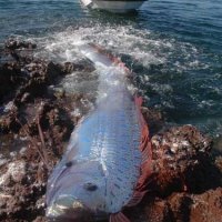 Шведские рыбаки выловили самую длинную в мире рыбу.(ФОТО).